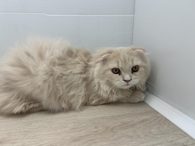 スコティッシュフォールド