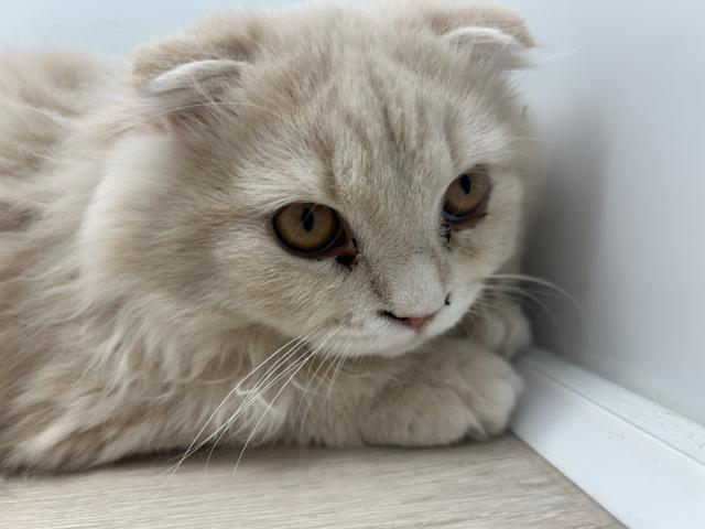 石川県のスコティッシュフォールド (ペットアミ 津幡店/2025年7月5日生まれ/男の子/クリーム)の子猫の2枚目の画像