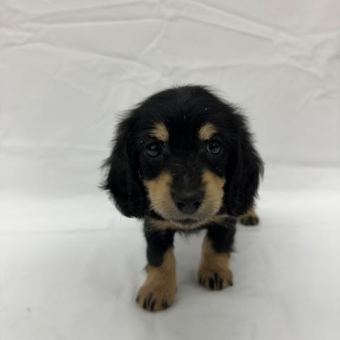 ミニチュアダックスフンド