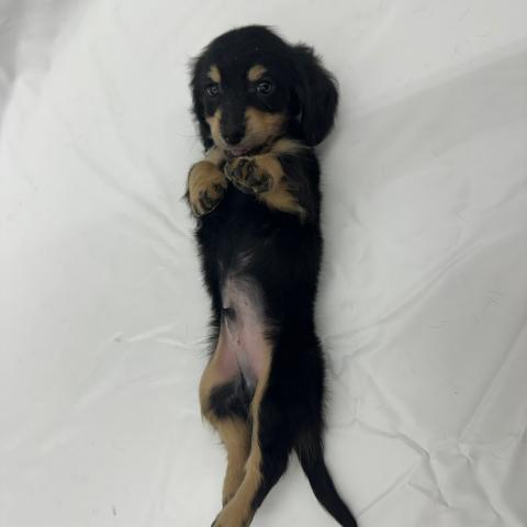 大阪府のミニチュアダックスフンド(ロング) (NICO PET Select 和泉中央店/2025年6月21日生まれ/男の子/ブラックイエロー)の子犬の4枚目の画像