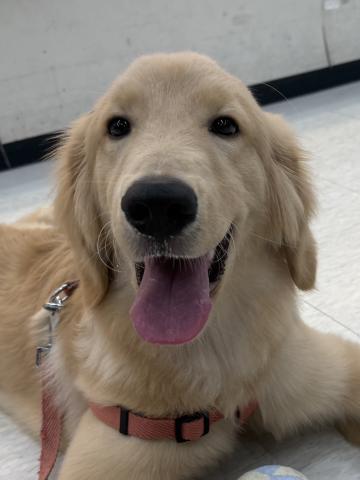 ゴールデンレトリーバー