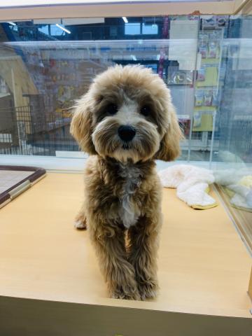 新潟県のマルプー(マルチーズ×プードル) (ペットアミ 柏崎店/2025年4月4日生まれ/男の子/その他色)の子犬の2枚目の画像