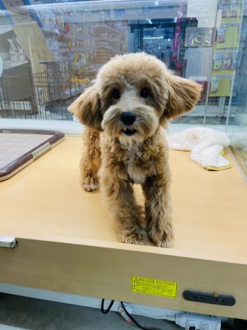 新潟県のマルプー(マルチーズ×プードル) (ペットアミ 柏崎店/2025年4月4日生まれ/男の子/その他色)の子犬の3枚目の画像