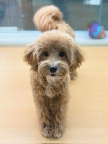 新潟県のマルプー(マルチーズ×プードル) (ペットアミ 柏崎店/2025年4月4日生まれ/男の子/その他色)の子犬の4枚目の画像