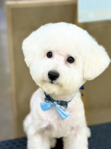 新潟県のビションフリーゼ (ペットアミ 柏崎店/2025年5月23日生まれ/男の子/ホワイト)の子犬