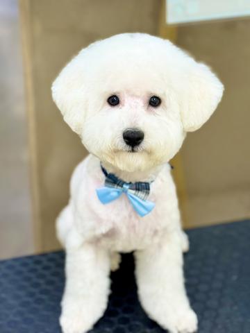 新潟県のビションフリーゼ (ペットアミ 柏崎店/2025年5月23日生まれ/男の子/ホワイト)の子犬の2枚目の画像