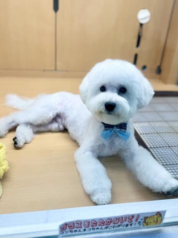 新潟県のビションフリーゼ (ペットアミ 柏崎店/2025年5月23日生まれ/男の子/ホワイト)の子犬の3枚目の画像