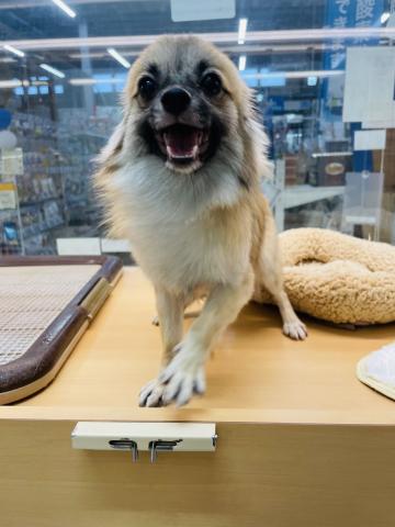 新潟県のペキポメ/ポメペキ(ペキニーズ×ポメラニアン) (ペットアミ 柏崎店/2025年2月8日生まれ/女の子/オレンジ)の子犬の2枚目の画像