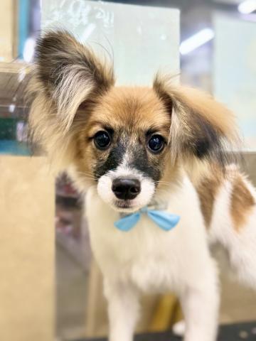 新潟県のパピヨン (ペットアミ 柏崎店/2025年5月24日生まれ/男の子/ホワイトブラウン)の子犬の1枚目の画像