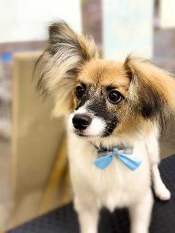 新潟県のパピヨン (ペットアミ 柏崎店/2025年5月24日生まれ/男の子/ホワイトブラウン)の子犬の2枚目の画像