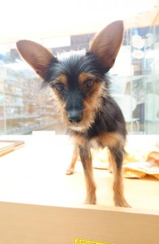 新潟県のハーフ犬・ミックス犬 (ペットアミ 柏崎店/2025年6月8日生まれ/男の子/その他色)の子犬