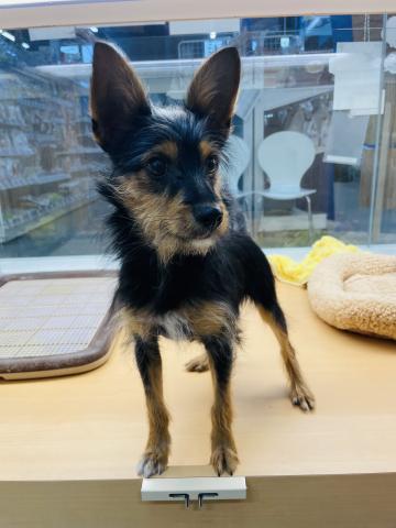 新潟県のハーフ犬・ミックス犬 (ペットアミ 柏崎店/2025年6月8日生まれ/男の子/その他色)の子犬の2枚目の画像