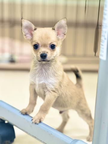 新潟県のポメチワ/チワポメ/ポメチー(ポメラニアン×チワワ) (ペットアミ 柏崎店/2025年8月31日生まれ/男の子/フォーン)の子犬