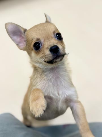 新潟県のポメチワ/チワポメ/ポメチー(ポメラニアン×チワワ) (ペットアミ 柏崎店/2025年8月31日生まれ/男の子/フォーン)の子犬の4枚目の画像