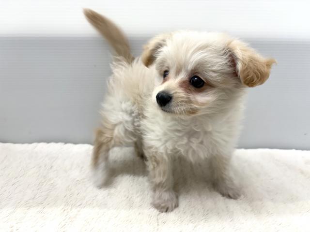 ポメラニアン×トイプードル