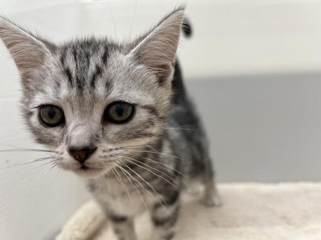 アメリカンショートヘアー