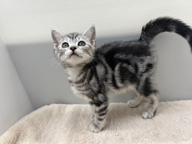 新潟県のアメリカンショートヘアー (ペットアミ 新潟西店/2025年8月10日生まれ/男の子/シルバータビー)の子猫の4枚目の画像