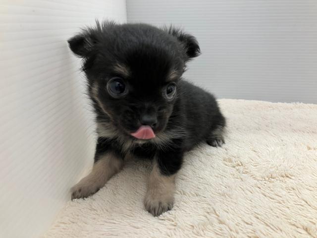 チワワ（ロングコート）