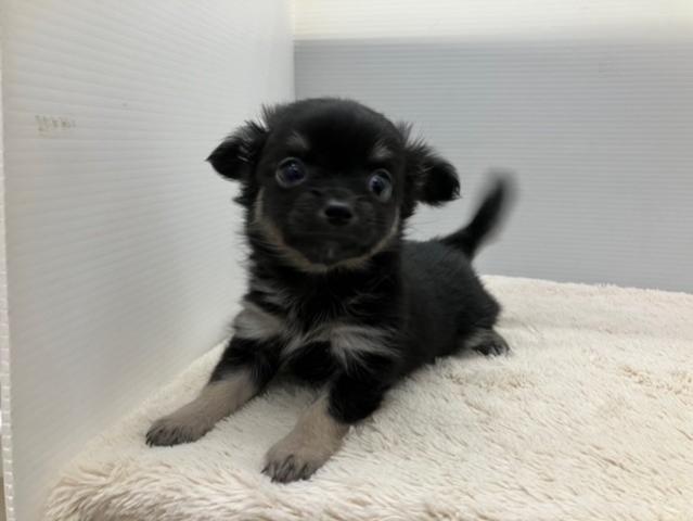 チワワ（ロングコート）