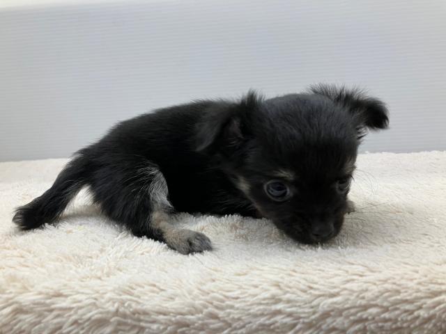 チワワ（ロングコート）