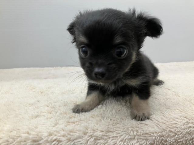 チワワ（ロングコート）