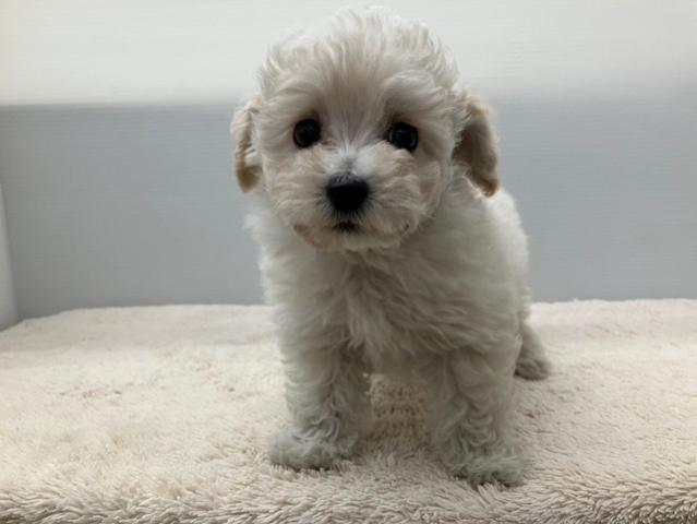 MIXマルチーズ×トイプードル