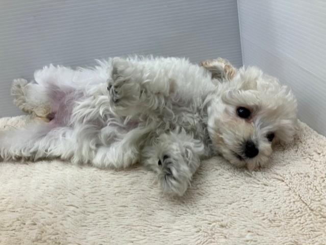 MIXマルチーズ×トイプードル