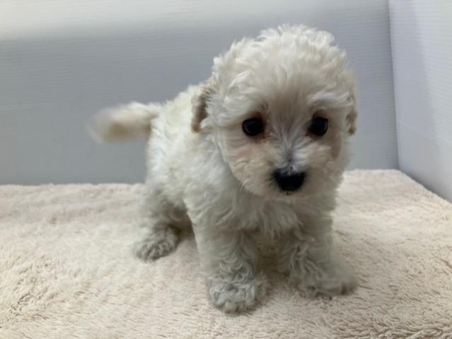 MIXマルチーズ×トイプードル