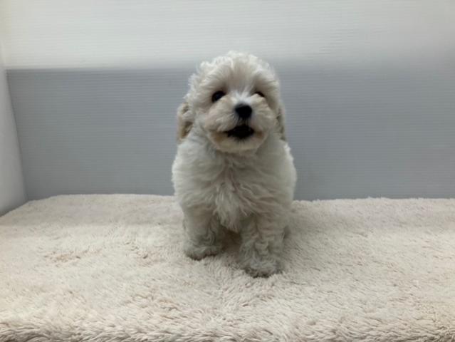 MIXマルチーズ×トイプードル