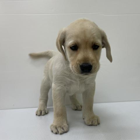 ラブラドールレトリーバー