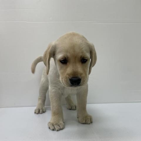 新潟県のラブラドールレトリーバー (ペットアミ 新発田店/2025年9月20日生まれ/男の子/イエロー)の子犬の2枚目の画像