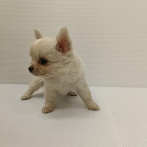 チワワ（ロングコート）