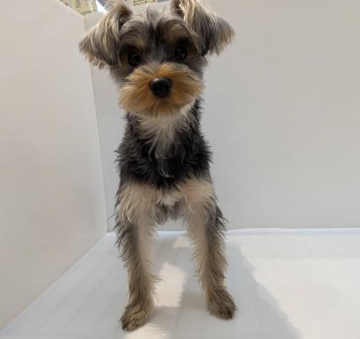 ヨークシャーテリア子犬