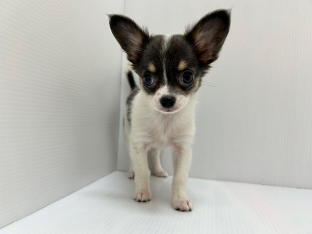 チワワ（ロングコート）