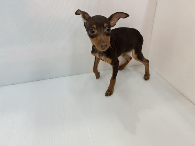 ミニチュアピンシャー