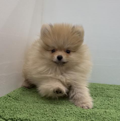 秋田県のポメラニアン (ペットアミ 本荘インター店/2025年9月22日生まれ/女の子/オレンジ)の子犬