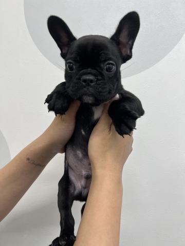 フレンチブルドッグ