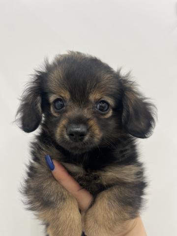 三重県のポメプー(ポメラニアン×プードル) (ペットアミ 名張店/2025年8月30日生まれ/女の子/ウルフセーブル)の子犬の1枚目の画像