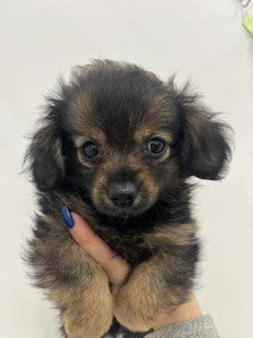 三重県のポメプー(ポメラニアン×プードル) (ペットアミ 名張店/2025年8月30日生まれ/女の子/ウルフセーブル)の子犬の2枚目の画像