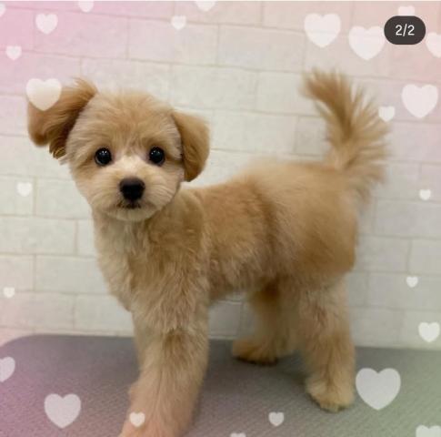 秋田県のポメプー(ポメラニアン×プードル) (ペットアミ 秋田卸町店/2025年6月16日生まれ/男の子/レッド)の子犬の3枚目の画像