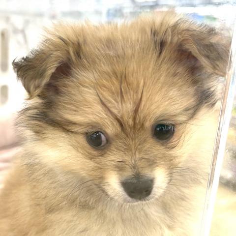 MIXチワワ×ポメラニアン