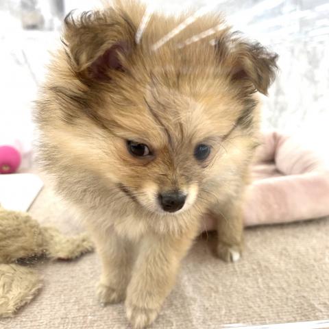 MIXチワワ×ポメラニアン