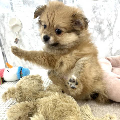 MIXチワワ×ポメラニアン