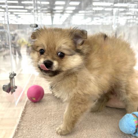 MIXチワワ×ポメラニアン