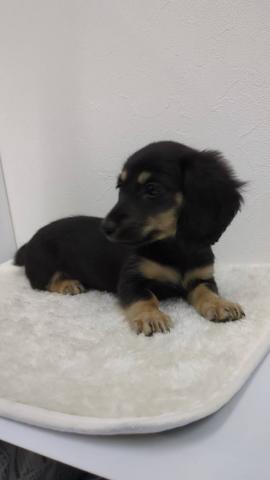 和歌山県のミニチュアダックスフンド(ロング) (ペットアミ 那賀店/2025年9月15日生まれ/女の子/ブラックイエロー)の子犬の3枚目の画像