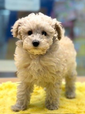 トイプードル