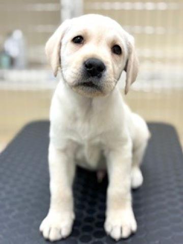 ラブラドールレトリーバー