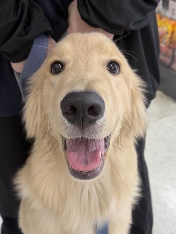 ゴールデンレトリーバー