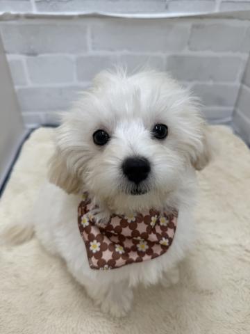 三重県のハーフ犬・ミックス犬 (ペットアミ 松阪店/2025年8月24日生まれ/男の子/クリーム)の子犬の2枚目の画像