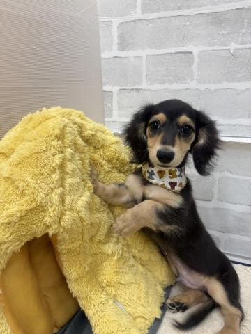 ミニチュアダックスフンド